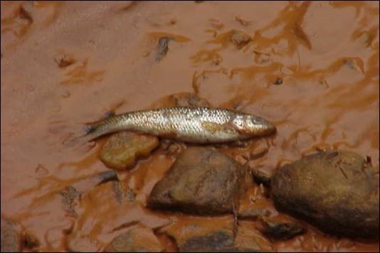 Illicit discharge fish kill